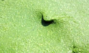 Mixing CO2 and algae produces biofuel.